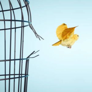 Vogel-fliegt.jpg